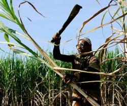 Cuban scientists met this week to analyze the possibilities to produce ethanol from sugarcane.